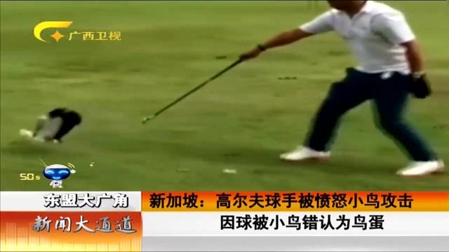 新加坡：高尔夫球手被愤怒小鸟攻击 因球被小鸟错认为鸟蛋