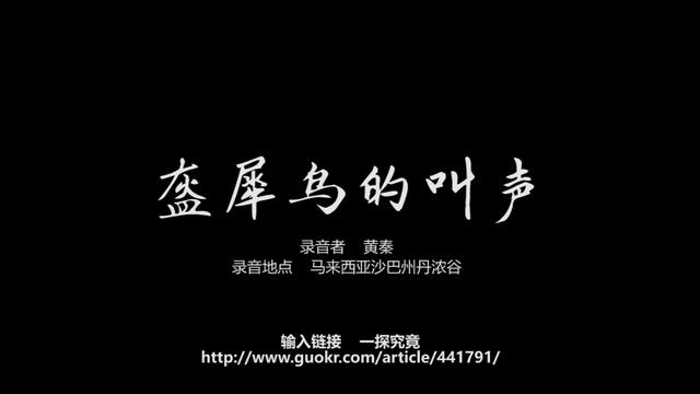 杀死一只盔犀鸟就等于害死它们一家！救救这濒临灭绝的美丽物种！