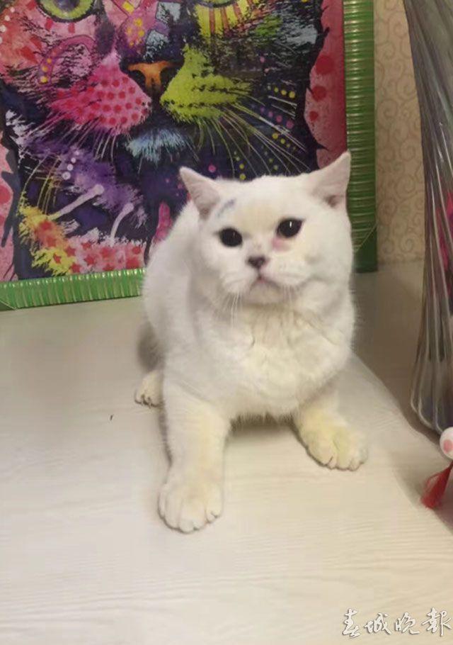 宠物猫被买5天后 竟被剥皮扔店门口