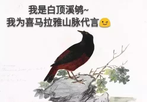 想建座自然博物馆吗？你得抓得住飞鸟，困得住走兽，还得会画画！