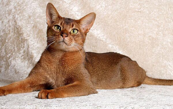 新加坡猫多少钱一只 体型最小的猫性格介绍