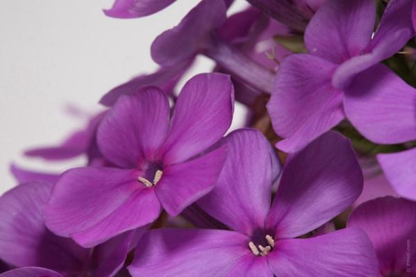 今日亮点：卫斯理传奇之父倪匡老先生82岁（图）