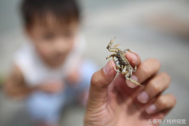 青岛胶州湾数亿小螃蟹横行霸道却没人抓，因味道差不好吃保了命！舌尖上美味跳跳鱼味美馋死人可惜抓不到！