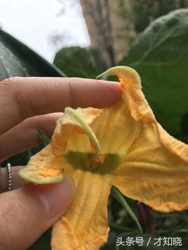 用南瓜花三分钟教你做两个菜，好看好吃还有药用价值