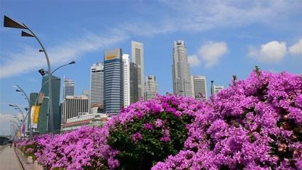 阵痛于新生，新加坡留学可以再将目光投向法律专业！