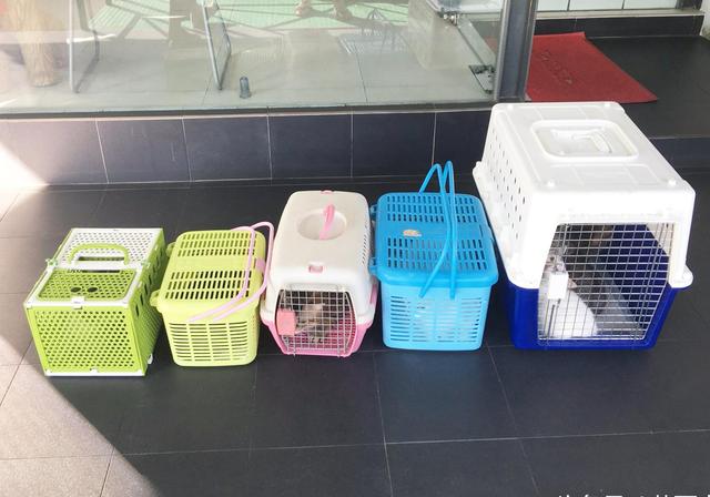 铲屎的要带全家20只喵星人回国，一起去打狂犬疫苗的场面好壮观