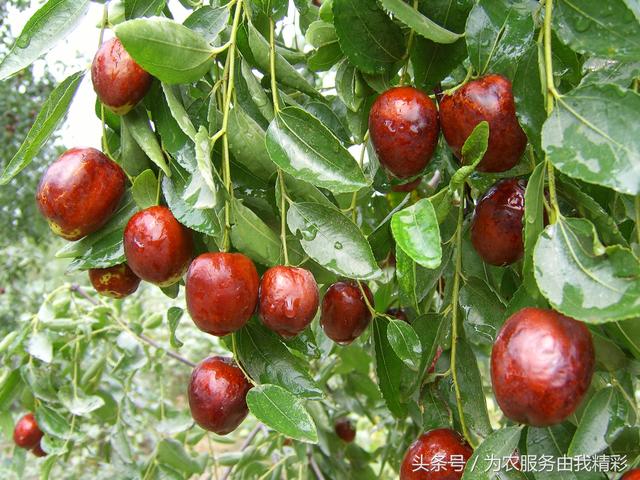 泰安市宁阳县特产——秋风吹过的季节、枣熟了、