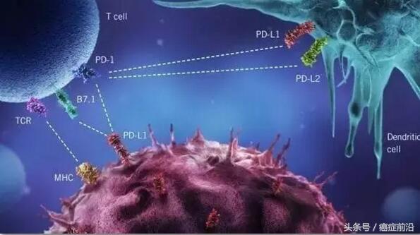 PD-1抗体一个疗程要花费多少