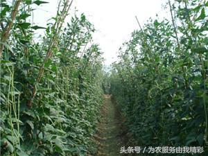 泰安市宁阳县特产——秋风吹过的季节、枣熟了、