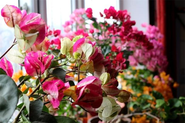 经验｜这些年我养过的花（三角梅）