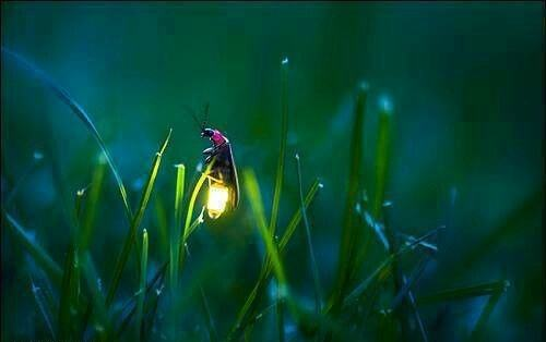七夕这个专属浪漫的节日，却是萤火虫的灾难日