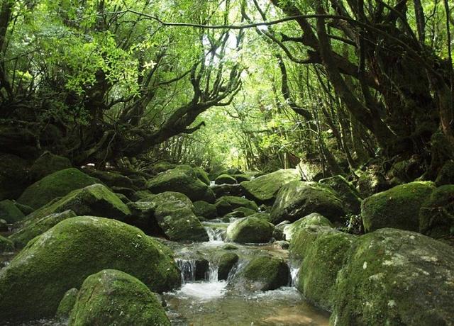 丽星邮轮日本八日游