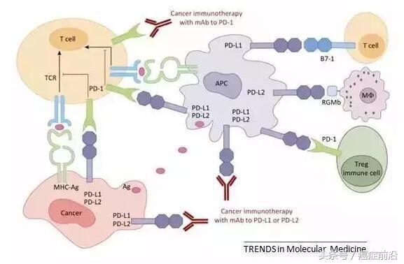免疫治疗PD-1/PD-l1抗体给众多癌症患者带来“希望”