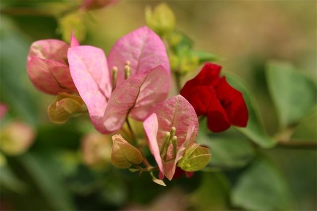 经验｜这些年我养过的花（三角梅）