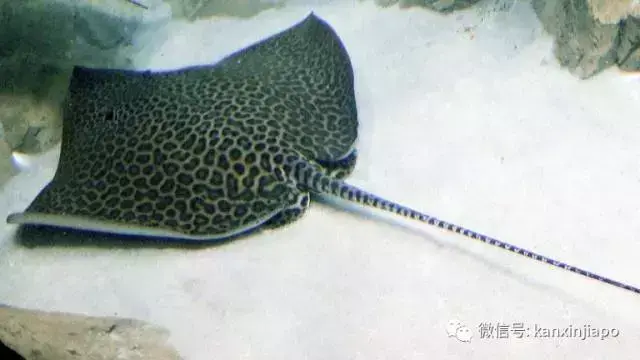 在新加坡，不要乱扔你的鱼和猫