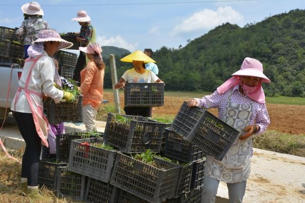 安龙喜雨春公司助力脱贫攻坚，种植精品白及精准扶贫！