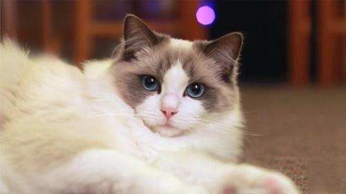 撩猫，这么多品种的猫该选哪一种？
