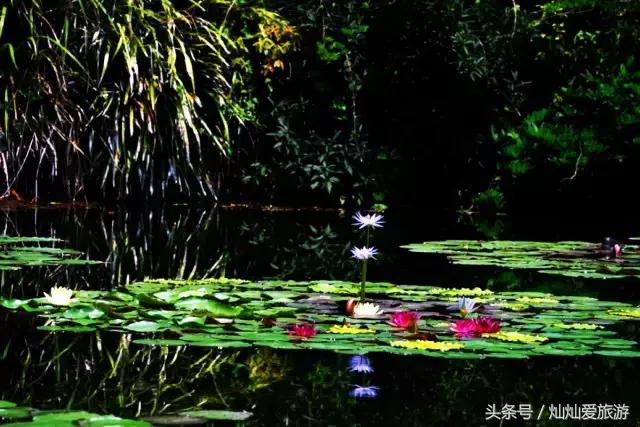 10座奇幻夜花园，初秋时节重温仲夏夜之梦