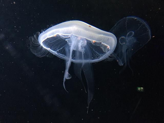 最美的时光，你不曾遇见的新加坡（超多图，流量党当心啊）