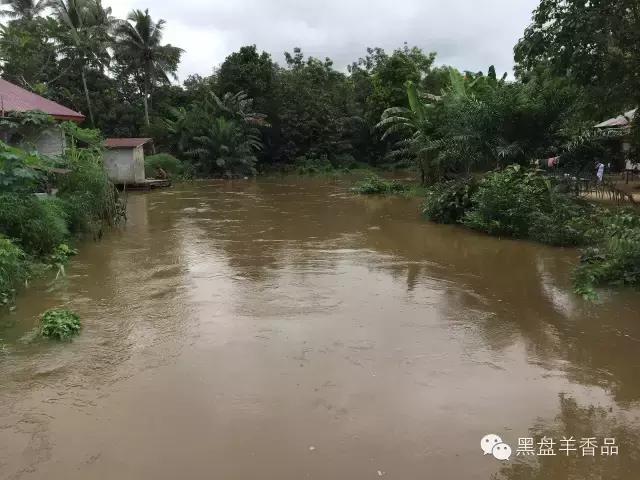 老羊寻香记——印尼