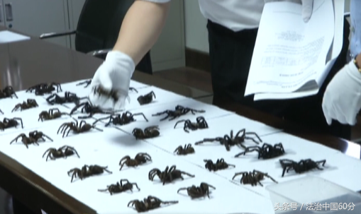 非法入境，活体毒蜘蛛