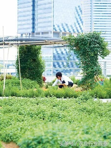 新加坡农业：租地、高科技、垂直种植，中国农业老板如何学习