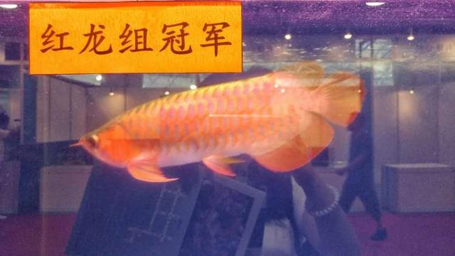 百万龙鱼千万龟！这个水族展，周到君数零数到心抽筋