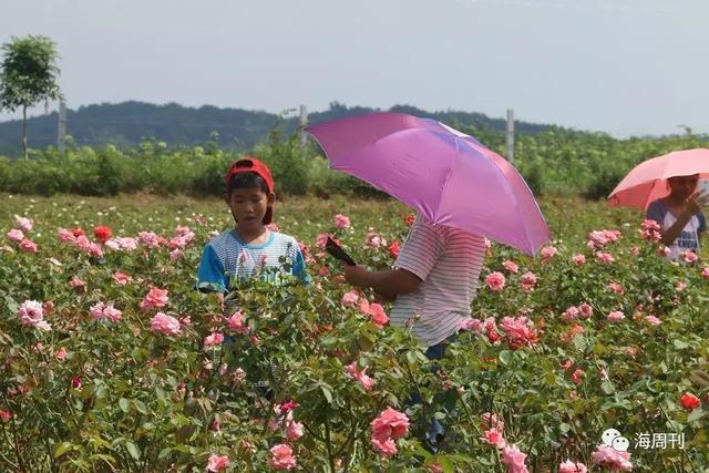 屋基玫瑰风情小镇 花香景美 游人如织