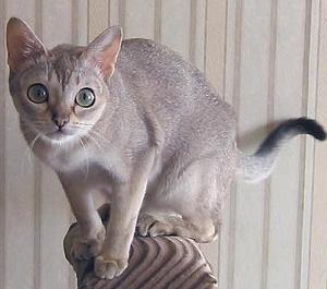 地球上最小的猫咪，曾被迫住在下水道，对人忠诚饲养简单