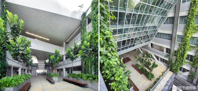 新加坡艺术高中里的绿植墙