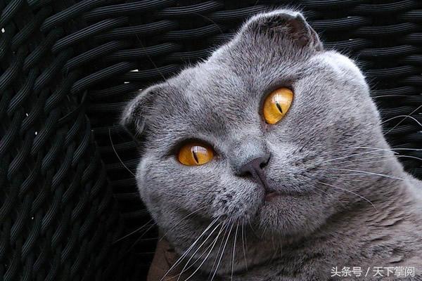 十大高冷宠物猫 你最喜欢哪一种？