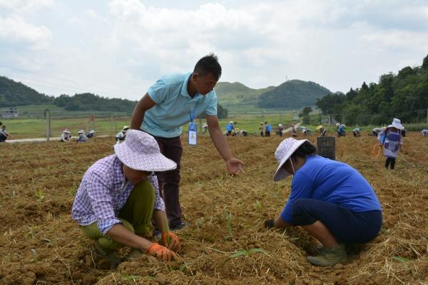 安龙喜雨春公司助力脱贫攻坚，种植精品白及精准扶贫！