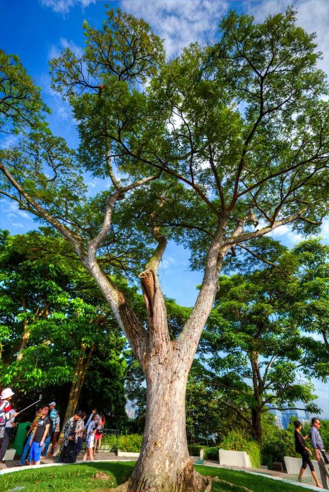 摄影图集：花芭山 新加坡