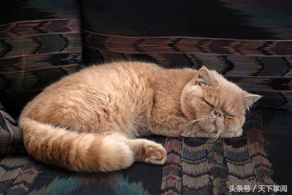 十大高冷宠物猫 你最喜欢哪一种？