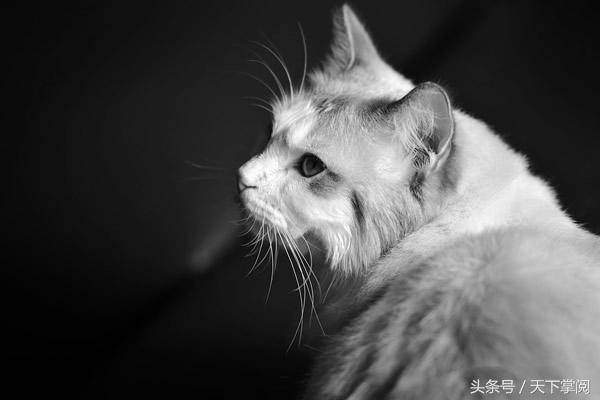 十大高冷宠物猫 你最喜欢哪一种？