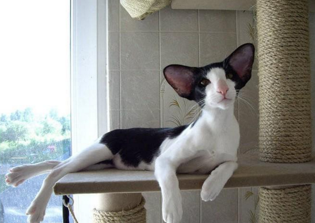 每日一读：猫咪品种——东方短毛猫