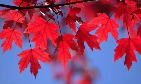 移民加拿大后悔吗？从移民的心态、开支、家庭、孩子谈起