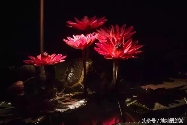 10座奇幻夜花园，初秋时节重温仲夏夜之梦