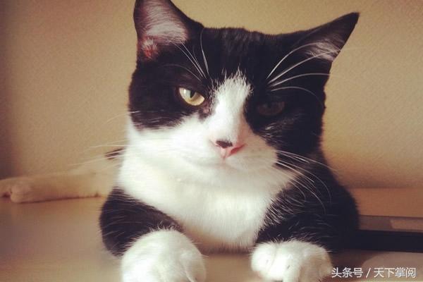 十大高冷宠物猫 你最喜欢哪一种？