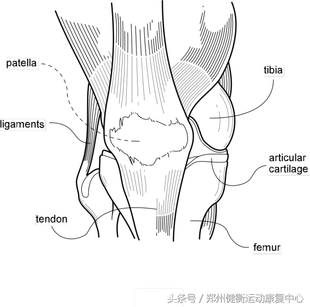 膝关节运动性损伤及训练完整分析