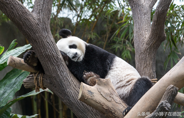 实拍：生活在新加坡的中国大熊猫