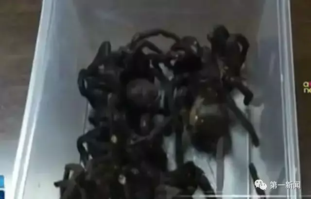 西安一大学生境外非法购买64只活体毒蜘蛛 一只最高卖800元