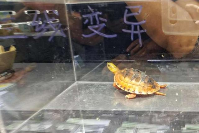 百万龙鱼千万龟！这个水族展，周到君数零数到心抽筋