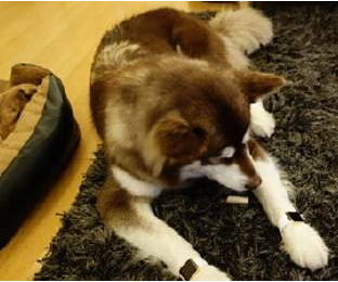 新加坡变形计！富二代如何从住私宅别墅沦落成无家可归