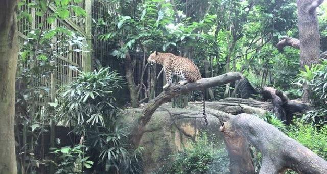 新加坡动物园一日游攻略
