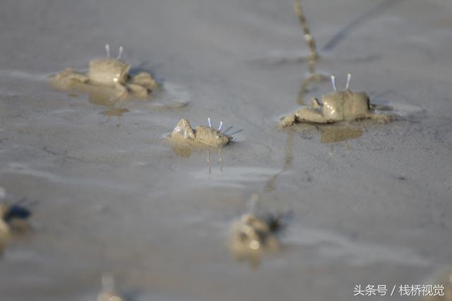 这种指甲盖大螃蟹生在青岛却起了个日本鬼子名，炒了下酒嘎嘣脆！