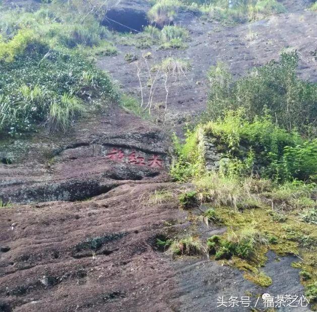 武夷大红袍二三事