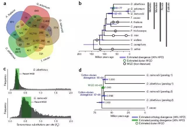 Nature genetics深度解读｜榴莲基因组揭示其香味合成机理