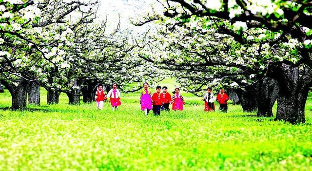 特产之乡：海兰江畔，老头沟里梨飘香