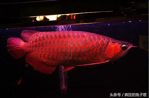 世界上10个最昂贵的动物，日本的一条鱼售价高达900万
